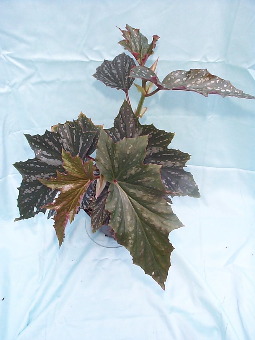 B. ‘Jamboree’